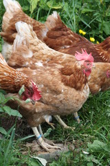 Hühner in Freilandhaltung