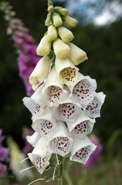foxglove