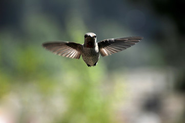 hummingbird
