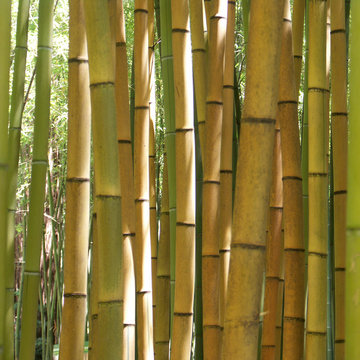 bambous jaunes