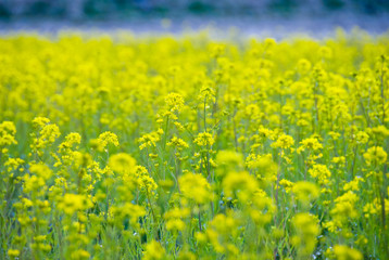一面の菜の花