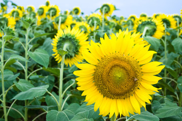 一輪だけこちら向きのひまわり