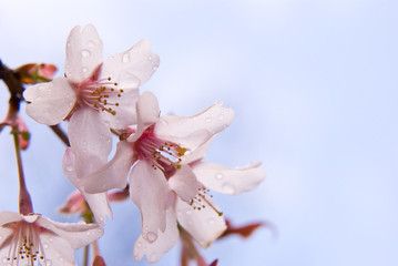 桜のクローズアップ