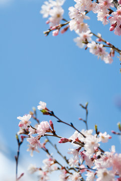 桜と青空