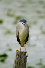 nycticorax