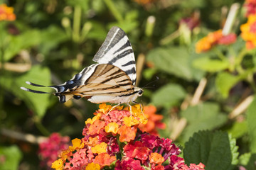 papillon