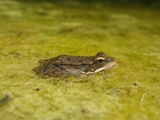 Grenouille verte