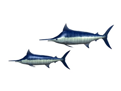 espadon marlin