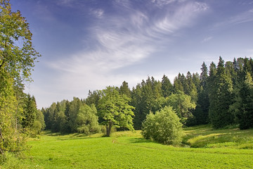 green summer trees
