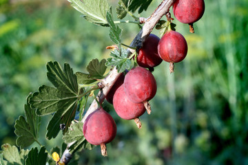 red gooseberry