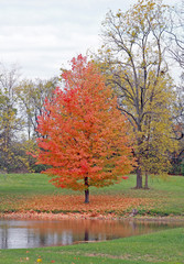 Little Tree by the Pond