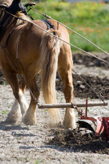 Agriculture et métier : paysan et cheval de trait au labours