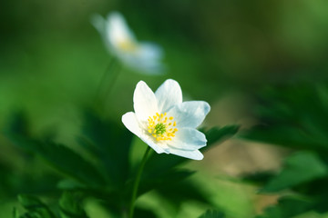 spring windflower