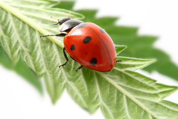 Fototapeta premium red ladybug
