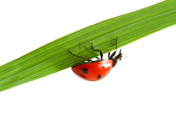 red ladybug