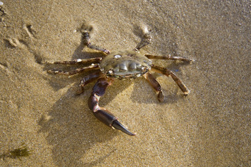 Crab on the sand