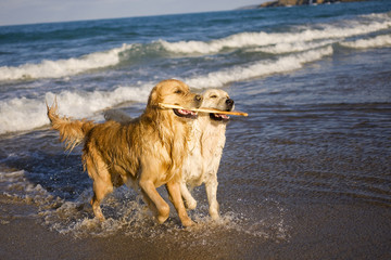 Two Golden Retrievers playing with stick