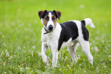 Little dog in the grass