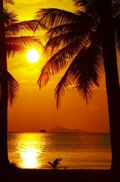 Fototapeta view of palm black outlines on the beach during sunset
