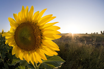 Sunflower