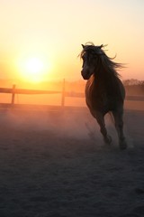Galopp im Sonnenuntergang