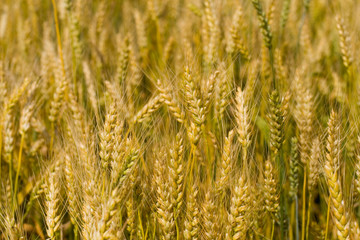 Field of wheat