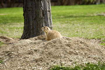 Groundhog at Attention