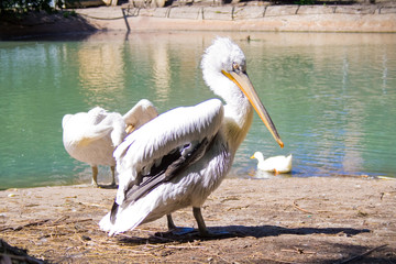 Pelican