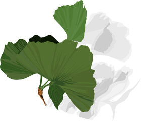Ginko Biloba leaf,  vector illustration