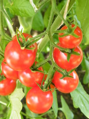 tomate cerise