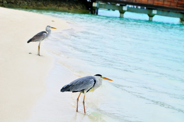 Grey Heron at the beach