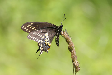 Black Swallowtail Butterfly (Papilio polyxenes)