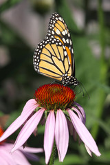 Monarch Butterfly (danaus plexippus)