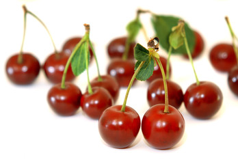 Berries of a cherry