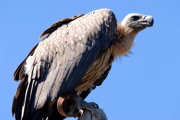 Vulture