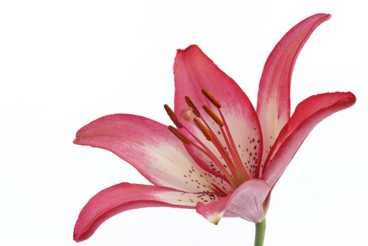 Fototapeta asiatic lily on white background