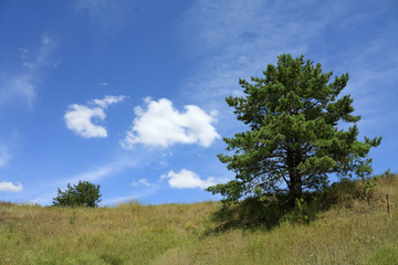 Rural landscape with tree