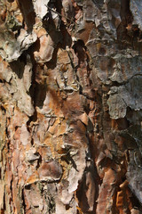 Bark of pine - close-up