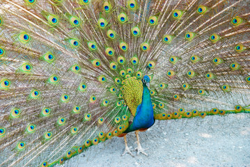 Obraz premium Peacock with open train.