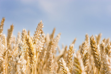 Fototapeta premium field with crop