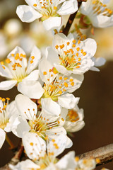 Beautiful pale white spring tree blossom