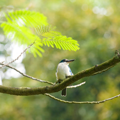 Kingfisher High in a Tree
