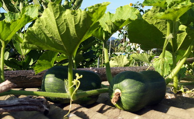 jardinage