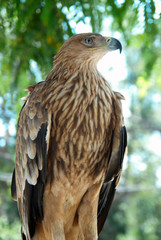 A hawk eagle sitting on the tree.