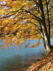 Autumn-colored tree by the river