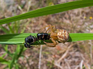 Spider 31