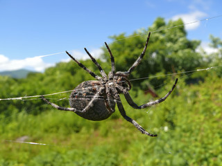Spider 34