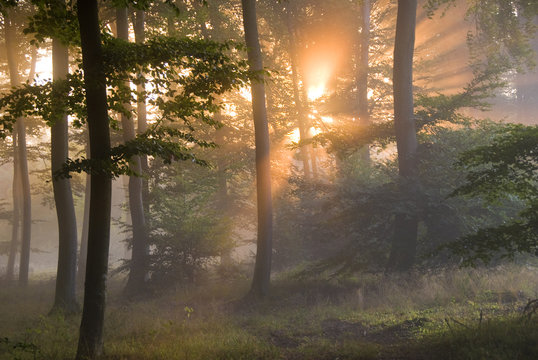 premiers rayons de soleil