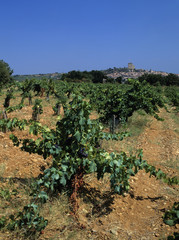 Fototapeta na wymiar vineyards