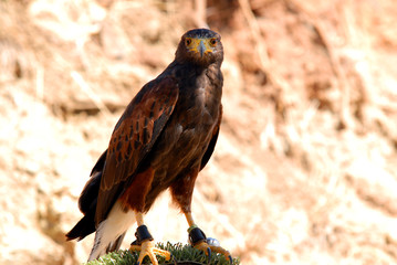 Eagle